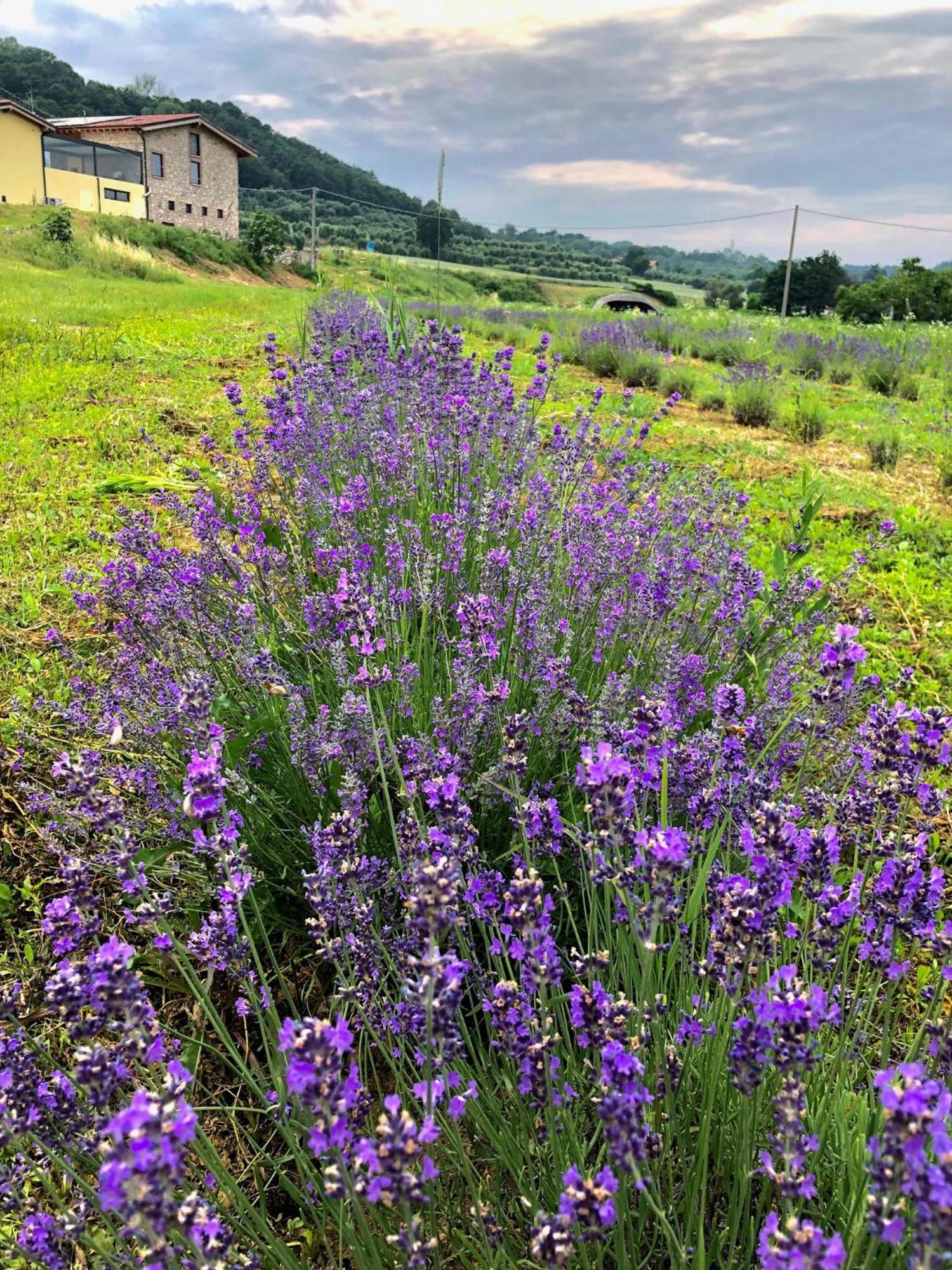 Agriturismo Al Mancino โลนาโต ภายนอก รูปภาพ