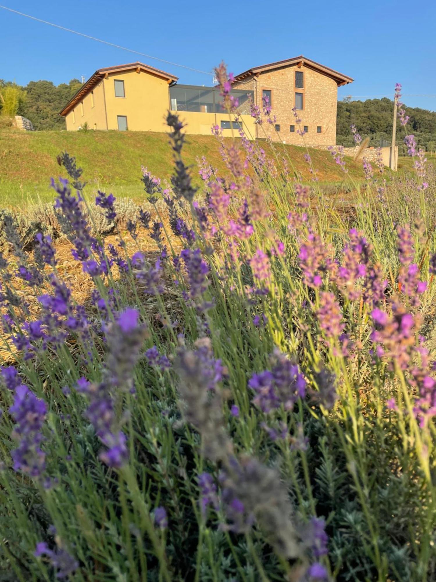 Agriturismo Al Mancino โลนาโต ภายนอก รูปภาพ